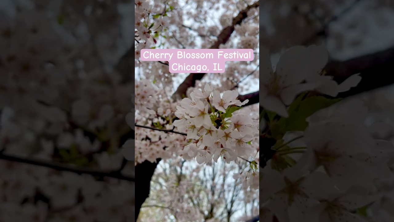 #cherryblossom