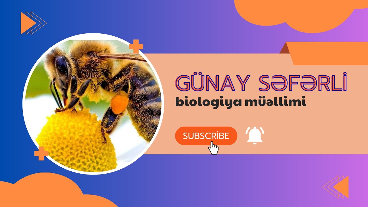 Nazik bağırsaqda həzm -ən asan şəkildə öyrən.