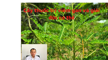 Cây Diệp hạ châu, Cây chó đẻ răng cưa