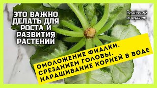 СРЕЗАНИЕ ГОЛОВЫ и переукоренение фиалки для омоложения.