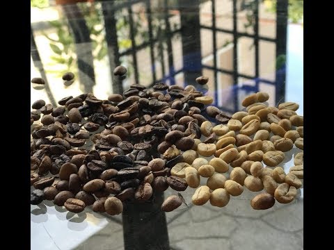 Видео: Возбудитель Moniliophthora Perniciosa способствует дифференциальной протеомной модуляции генотипов какао с контрастной устойчивостью к болезни метлы ведьмы