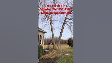 Tree service inc