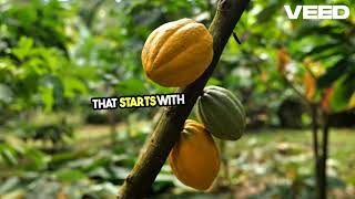 From Bean To Bar Chocolate Magic