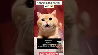 Senyuman Termanis Kucing