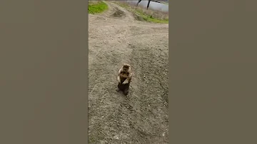 Спасение сурка! Сурок жив!