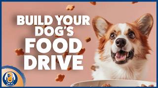 Dog Not Food Motivated? Why Dogs Ignore Treats, How To Fix It & Games For Food Drive