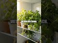 Five Plant Powered Pantry Hacks for a Calm, Efficient Kitchen