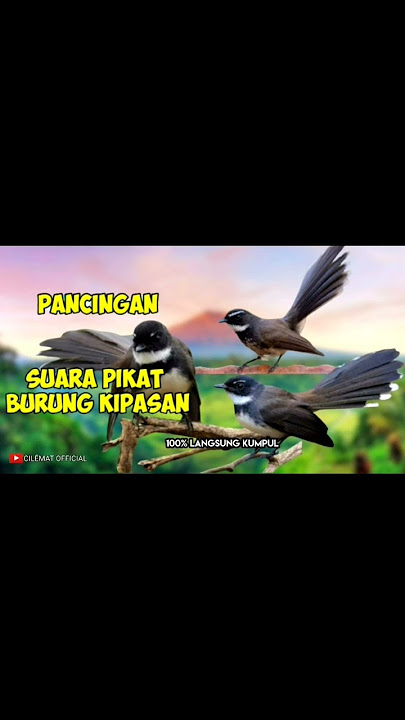 Suara Pikat Burung Kipasan Sikatan. #shots #shortvideo #burungkipasan