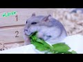 お食事の仕方がちょっと変わった??ジャンガリアンブルーサファイアハムスター🐹ララちゃんのかわいい食べ方💕