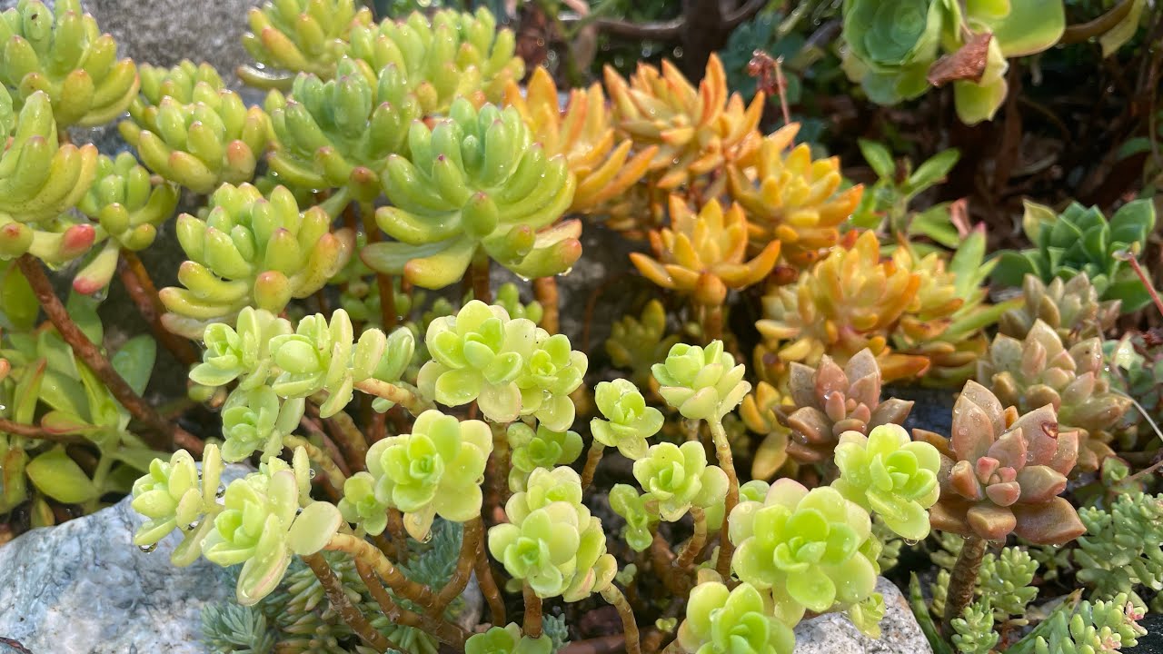 Sukulent vlog13: Echeveria Bahcesinde Temizlik