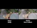 GITUP GIT2P VS  GOPRO HERO5 BLACK