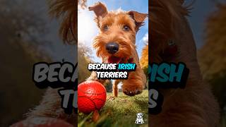 3 Fun Facts About The Irish Terrier Dog #shorts #dogfacts #irishterrier #dogbreed