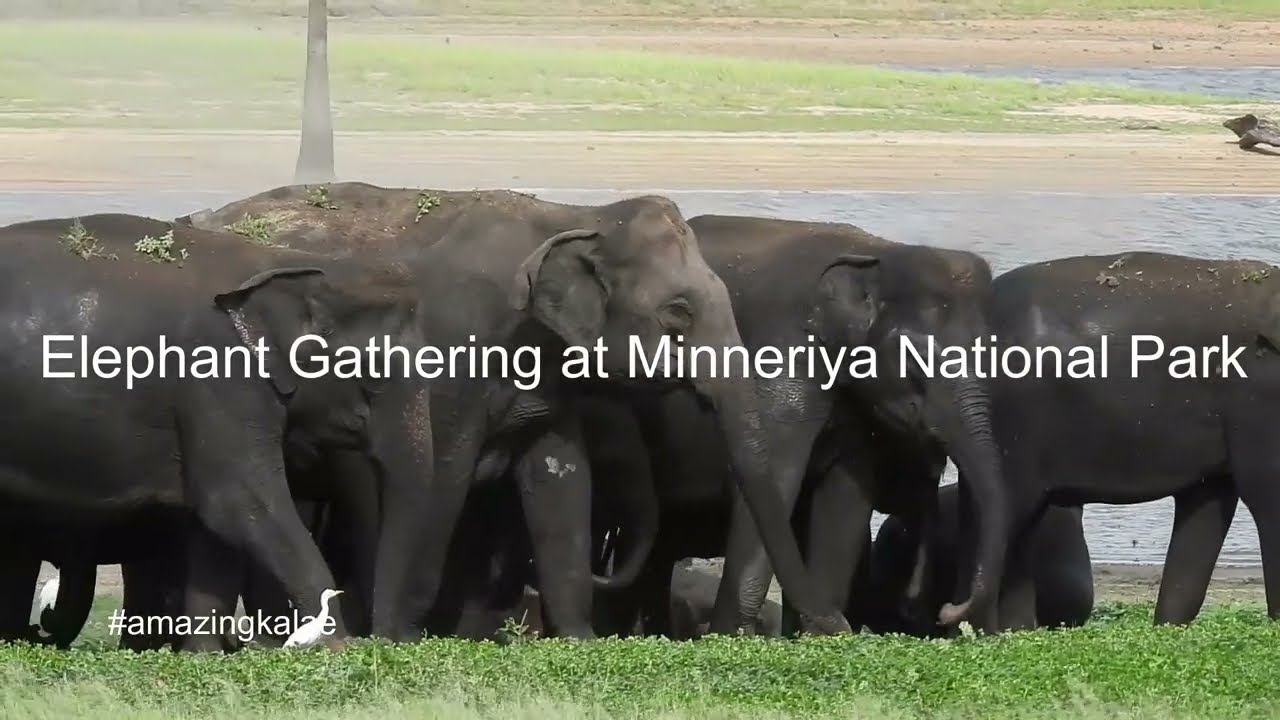 The Great Elephant Gathering at Minneriya | Minneriya National Park 002