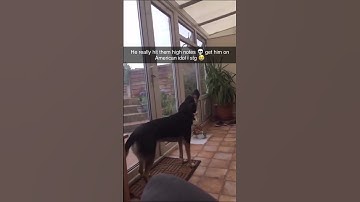 my dog can sing