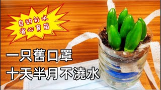 自制植物自動浇水种植盆出門多日再不用擔心植物缺水省心扦插 娱乐种植系列03 / Self Watering  for your Plants