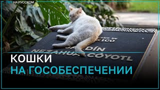 Правительство Мексики объявило 19 бездомных кошек «живым постоянным активом» страны