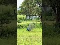 Peacock and Dappankuthu?? 😝