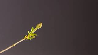 Bud to flower leaf time lapse video