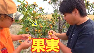 庭に生えてる木の実を食べる