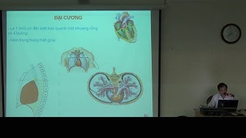 GIẢI PHẪU TIM - TRUNG THẤT | PNT