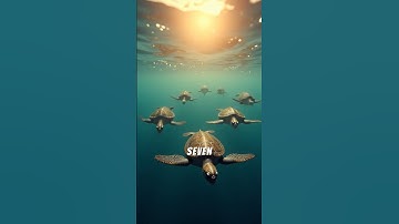 5 Facts About The Great Barrier Reef #youtubeshorts #cognitiveexploration