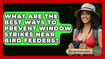 What Are The Best Ways To Prevent Window Strikes Near Bird Feeders? - Bird Watching Diaries