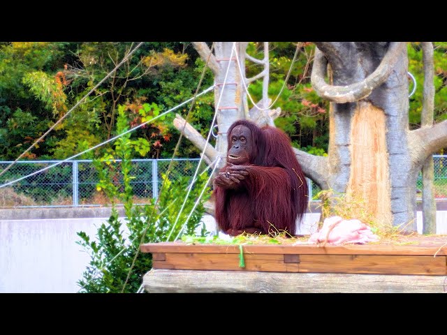 オランウータンのモグモグタイムは可愛さも賢さも120点満点でした