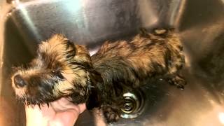 Gus Bath Time. Norfolk Terrier Pup. 10 Weeks Old.