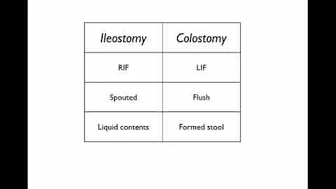 Che cos'è lo stoma della foglia?