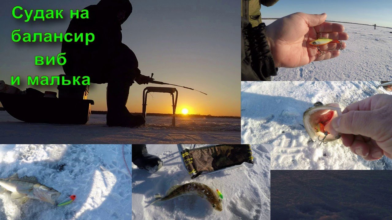 Скачай это бесплатное Фото на тему Малек судака