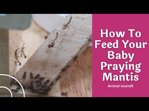 Video Bọ Ngựa Con Ăn Gì? Cách Nuôi Bọ Ngựa Con - How To Feed... - youtube