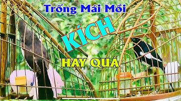 chích choè than TRỐNG = MÁI kích BỔI ĐẤU // Thúc choè than bổi đá CƯC NHANH . c219