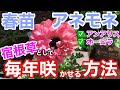 【アネモネ】毎年咲かせるためのポイント / 植え付け(植え替え)、夏越しの方法、水遣り、置き場所、肥料 / 大人気「アンアリス」「オーロラ」【ガーデニング】