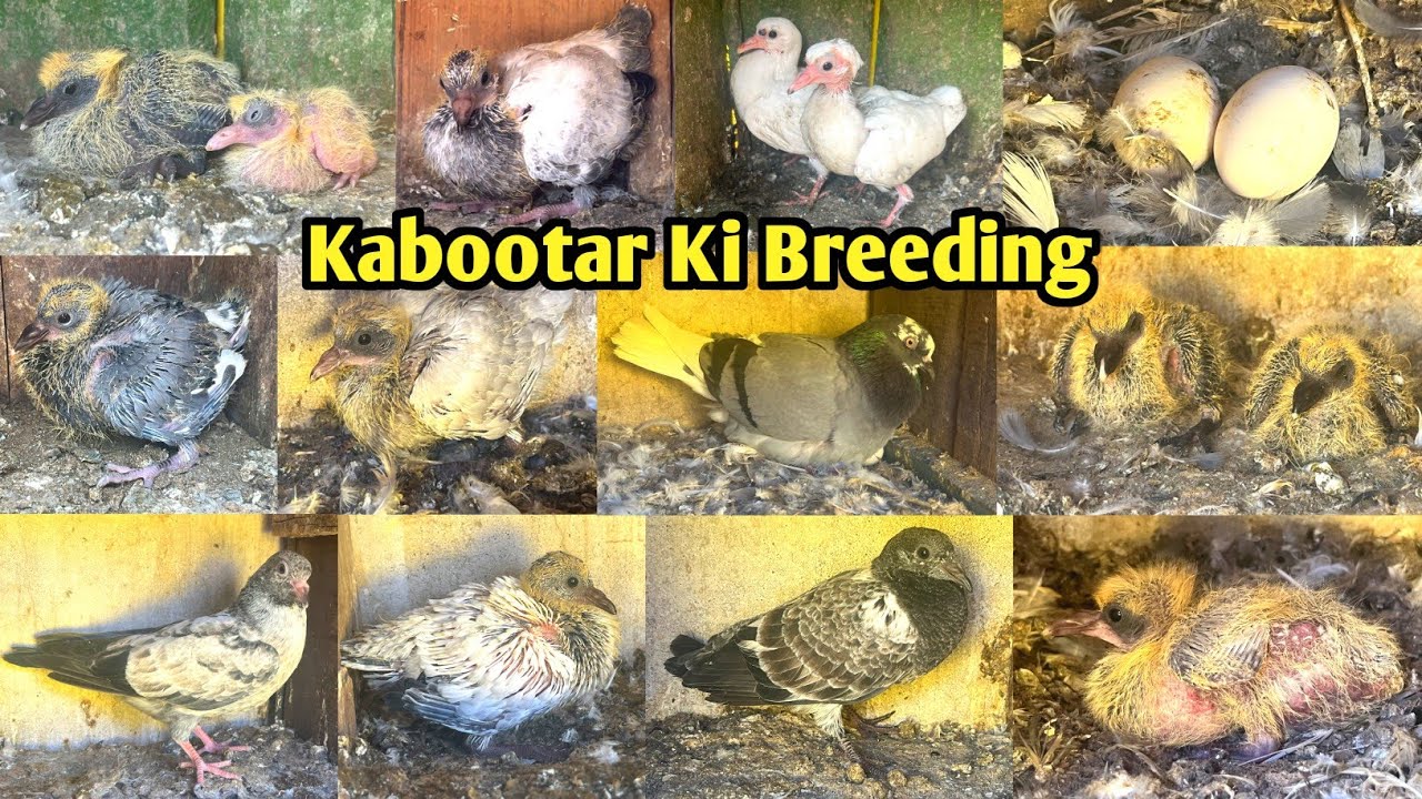 Mere Ghar K Kabootar ki Breeding Progress🤩 || 🥶Winter Season ki Pigeon🕊️Breeding Progress || Part-2