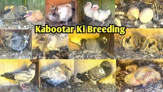 Mere Ghar K Kabootar ki Breeding Progress🤩 || 🥶Winter Season ki Pigeon🕊️Breeding Progress || Part-2