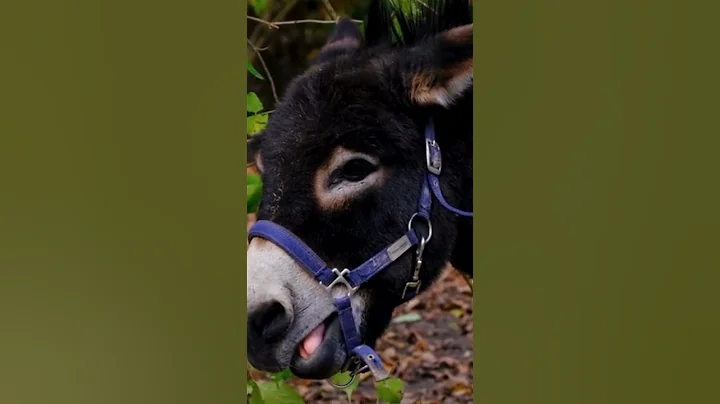 Discovering Donkeys: Fascinating Facts About These Remarkable Animals