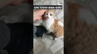 Sevgi Isteyen Sokak Hayvanı