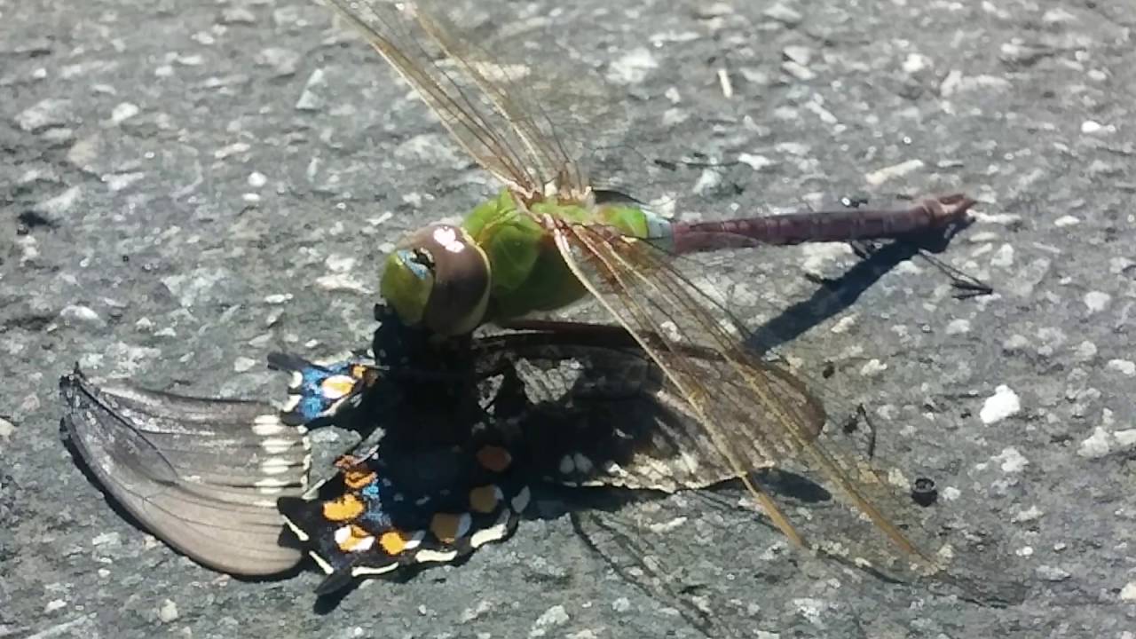 Dragonfly Eating Butterfly YouTube