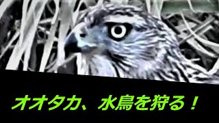 オオタカ 　水鳥を捕食する！　紀ノ川　　　Northern Goshawk　オオバン　カワウ　ダイサギ　アオサギ　野鳥