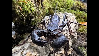 The Giant Vinegaroon, Mastigoproctus giganteus rehouse and care