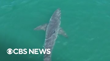 Large great white shark spotted near Maine beaches