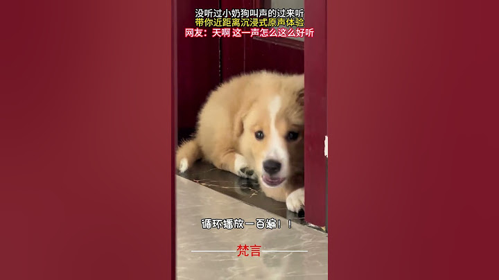沒聽過小奶狗叫聲的過來聽 帶你近距離沉浸式原聲體驗 #狗狗 #可愛 #有趣 #dog #cute #funny #shorts