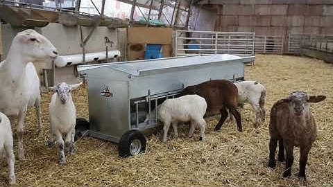 RamStrong Sheep & Flock Creep Feeder | Paragon Farm LLC