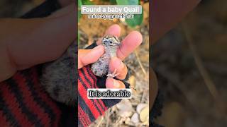Found a Baby Quail|Rescued it from the Ants|ជួយសង្រ្គោះកូនក្រួចពីស្រមោច #quail #rescue #shorts #4k