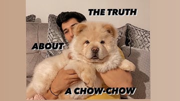 Everything You Need to Know About Chow Chow Dogs