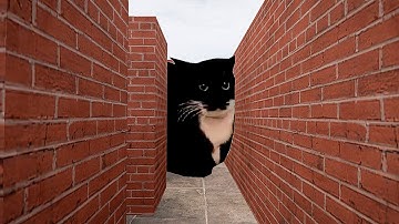try to run away from maxwell cat in maze...