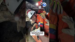Dog rescued from Venezuela earthquake rubble