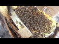 🌻🌻Como hacer una COLMENA DE ABEJAS casera🌻🌻 Marcar ABEJA REINA🐝🐝