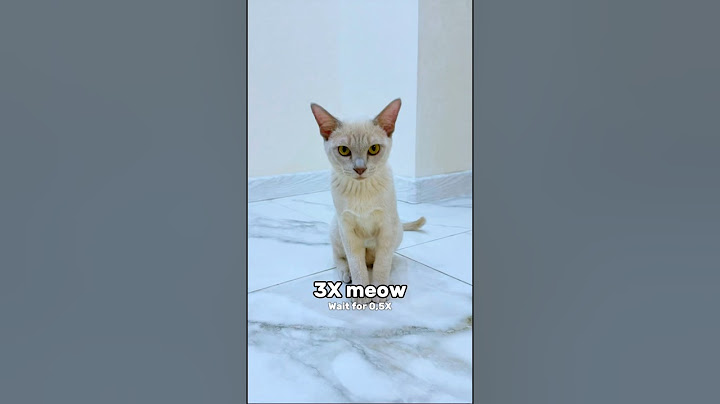 Wait For The Last One Meow #katebrush #shorts #viral