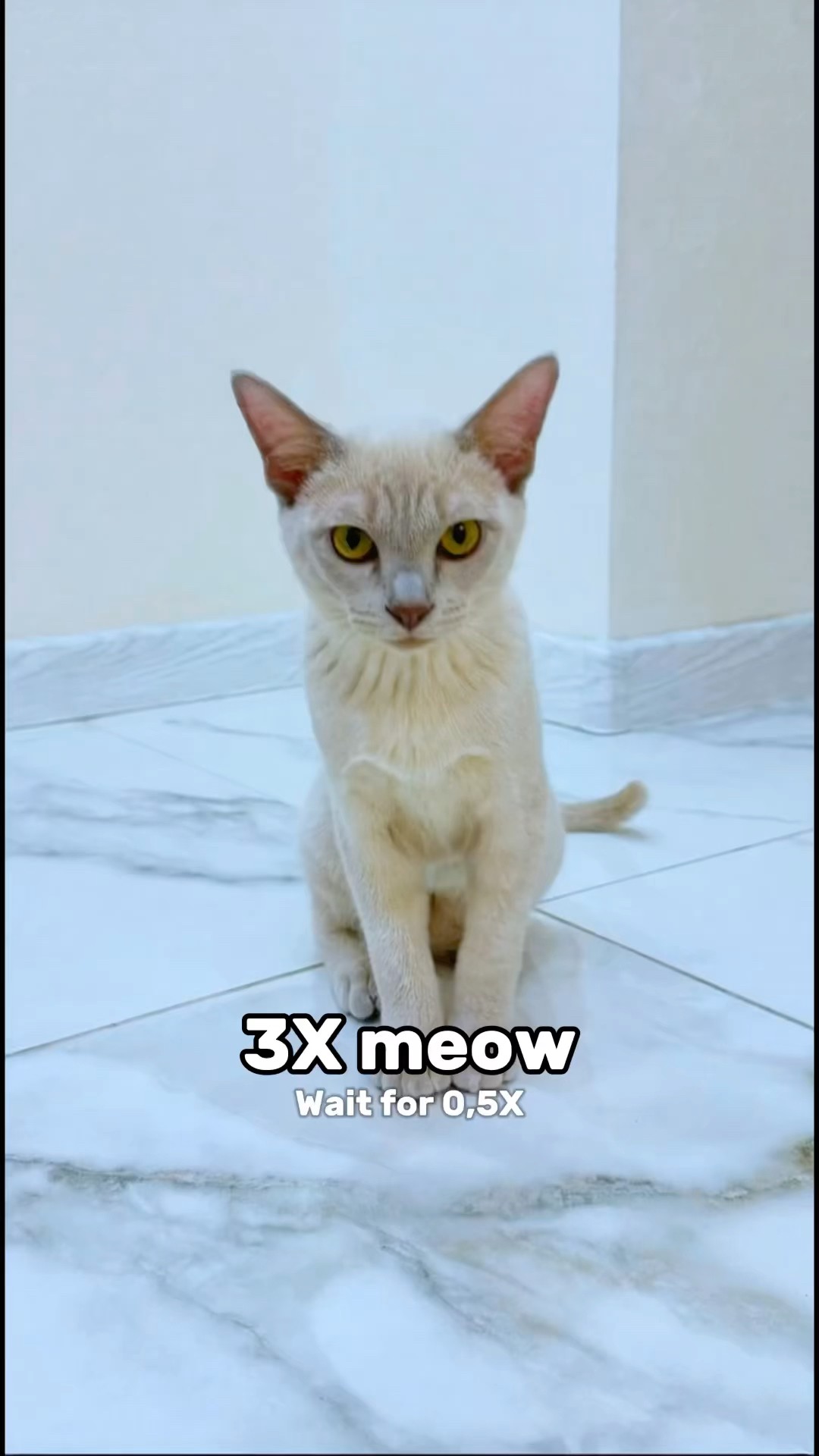 Wait For The Last One Meow #katebrush #shorts #viral